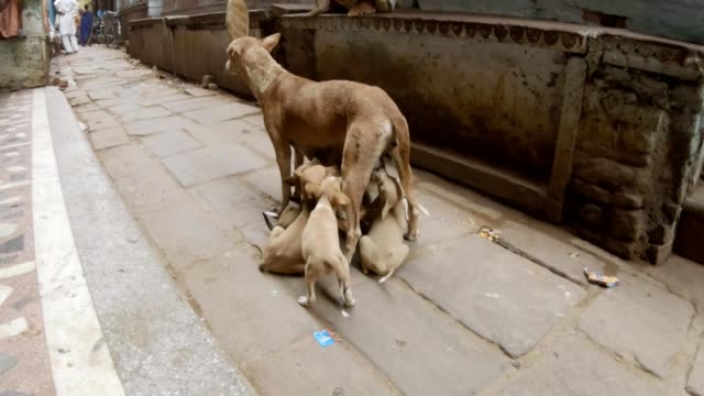 Dog-feeds-puppies-staing-in-middle-of-narrow-cobbled-street-of-Varanasi-motobikes-drive-around-it