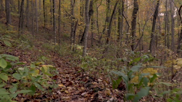 POV-stabilized-shot-of-the-camera-moving-through-the-woods-on-a-hiking-trail