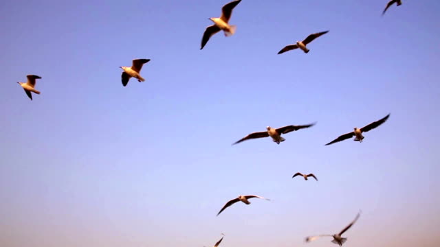 Seagulls-flying-over-wake-water