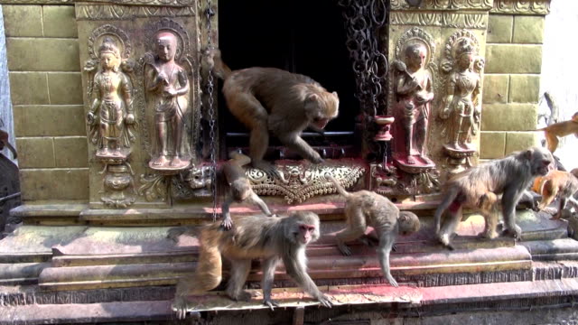 monkey-on-swayambhunath-stupa-sacrificial-altar-in-Kathmandu,-Nepal