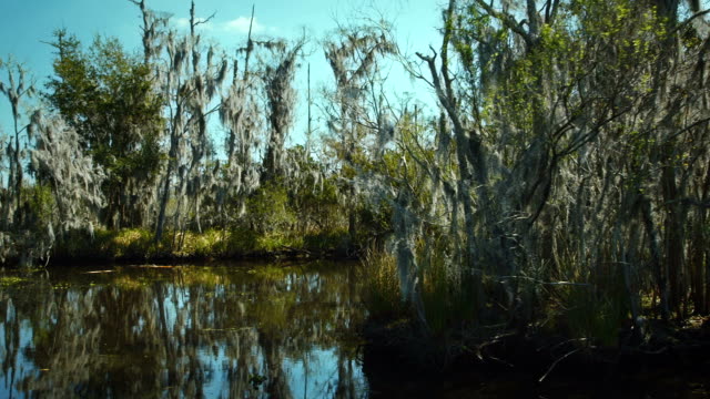 NEW-ORLEANS-,-MARCH-2014:-revealing-Spanish-moss-covered-branches-in-the-bayou