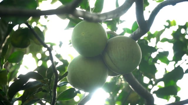 Pomelo-Fruchtbaum-im-Garten