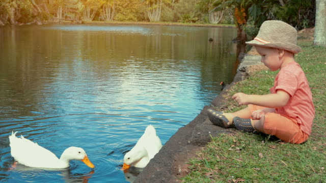 Cute-boy-feeding-water-birds-in-the-pond-slow-motion