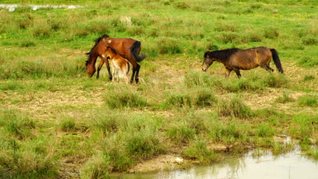 Foal-and-its-mother-in-a-sunny-meadow.-Horses-and-foal-graze-in-a-meadow.