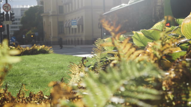 Sunny-Oslo-Street-From-Behind-Green-Plants