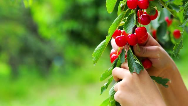 red-cherry-picking-the-cherry-tree-branches