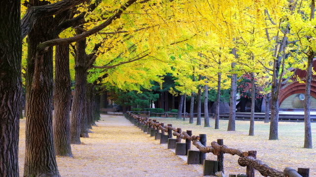 View-row-of-ginkgo-biloba-in-autumn-at-Nami-Island-of-South-Korea
