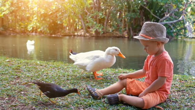Cute-boy-feeding-water-birds-at-the-pond-slow-motion