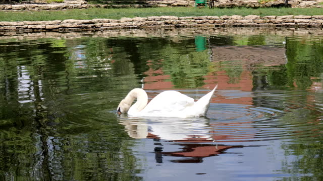 Cisne-blanco-nadar-en-agua-limpia-en-el-lago,-aves-flotador-y-bebe-agua-de-lago,-hermosa-naturaleza,-nadar-aviar