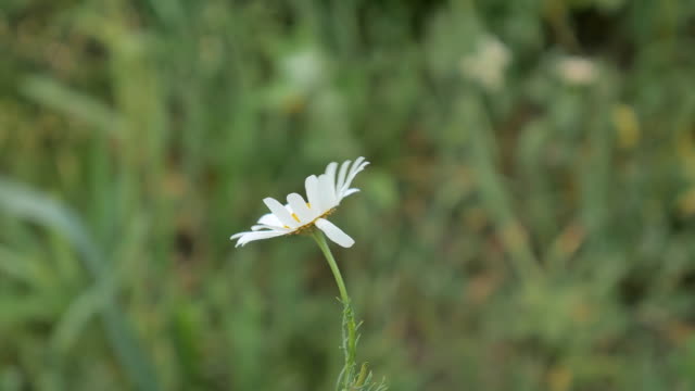 Camomile-flower-in-the-field-on-Vitru.