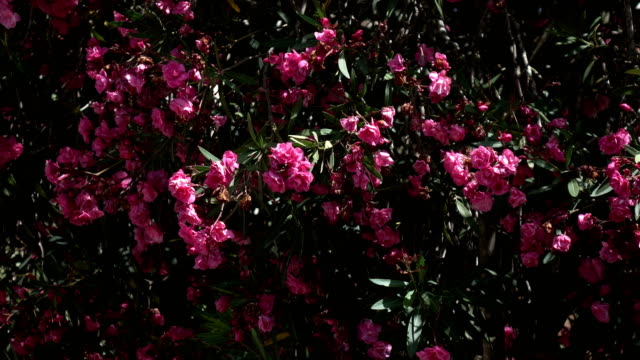 Leuchtend-rosa-Blüten-auf-Bush-in-Israel