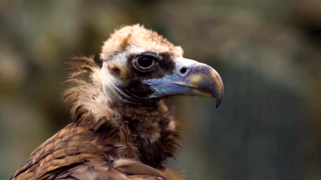 Closeup-of-vulture-at-zoo-park