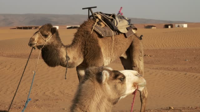 Dos-camellos-descansando-en-el-desierto-del-Sahara