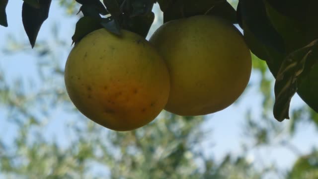 Two-grapefruits-on-the-tree