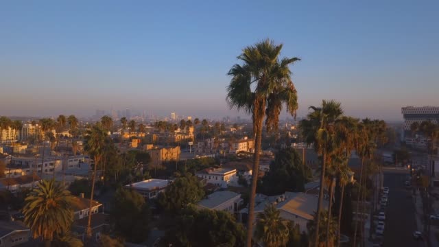 Beautiful-Los-Angeles-district-with-long-palms-by-the-side-of-the-road.