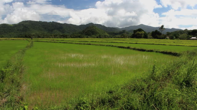 Verde-arroz-campos-de-las-Filipinas