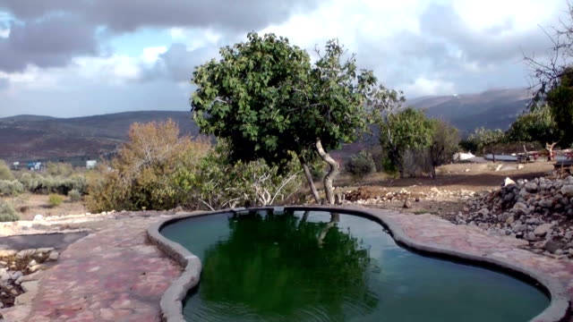 Alte-pools-mit-einem-Baum