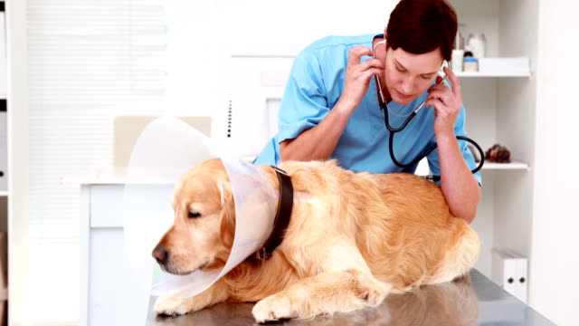 Veterinarian-examining-a-cute-labrador