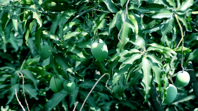 Mango-tree-leaf-swinging-in-the-wind