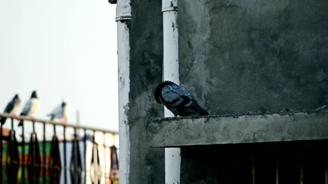 Dove-o-pigeon-bird