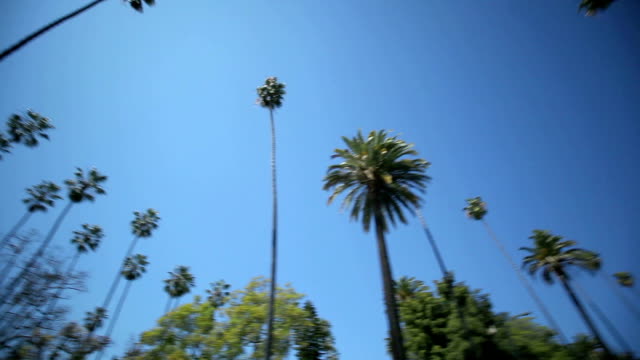 Palm-Tree-Drive