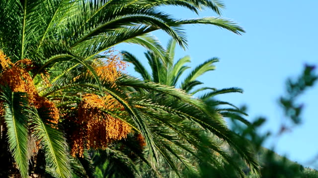 Date-palm-in-Montenegro