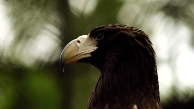 Close-Up-del-águila-en-el-parque-zoológico