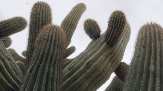 Nach-großen-Saguaro-Kaktus-unten-schwenken