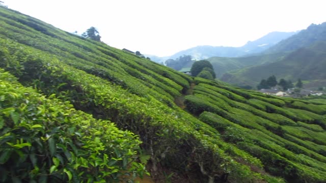Blick-auf-einer-Teeplantage