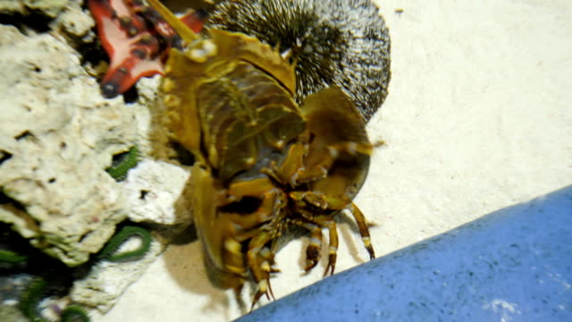Horseshoe-Crab-die-ältesten-prähistorischen-Kreatur-in-der-Welt-im-Aquarium.-In-der-Apotheke-verwendet-wegen-blaues-Blut.-Horseshoe-Crab-im-Aquarium.-Ein-Xiphosura-in-einem-aquarium