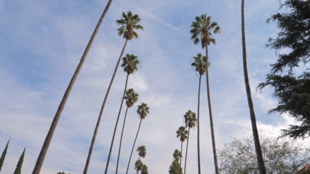 Panorama-Shot-From-The-Bottom-Up-Tall-California-Palm-Trees,-4K