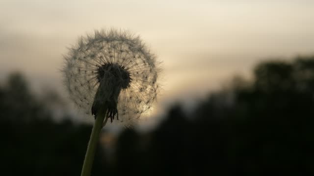 Dandelion-Seed-head-against-evening-sky