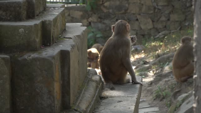 Female-monkey-with-cub