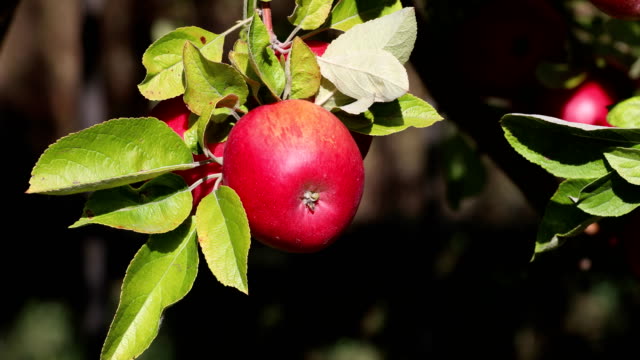 Rote-Äpfel-in-einem-Baum