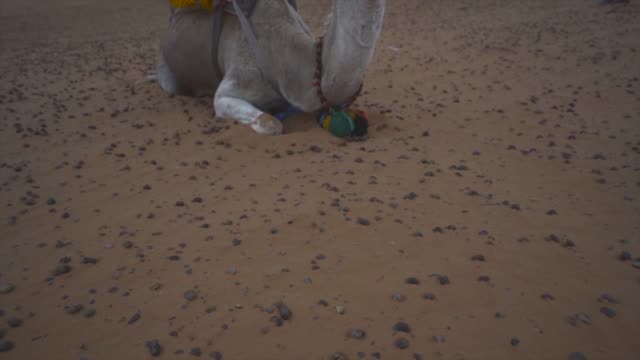 A-camel-is-waiting-for-the-ride-in-the-desert-early-in-the-morning-in-the-Sahara-desert-of-Morocco