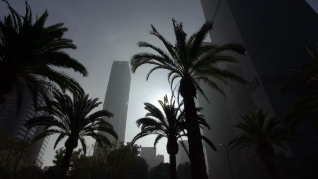 Palmen-neben-Wolkenkratzer-am-strahlend-blauen-Himmel-Tag-in-der-Innenstadt-von-Los-Angeles,-Kalifornien