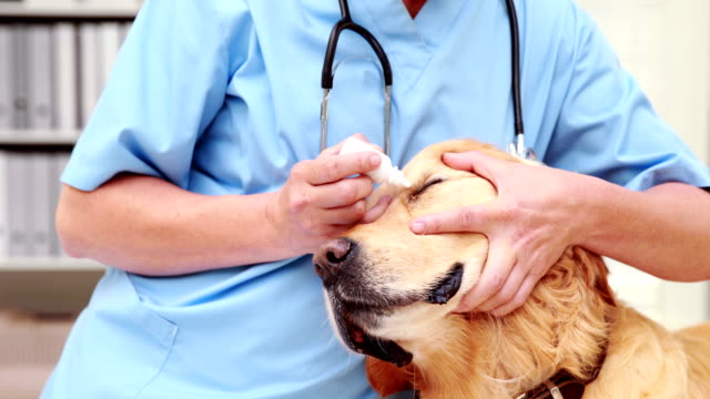 Tierarzt-untersuchen-eine-süße-labrador