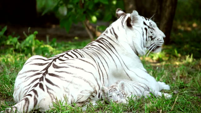 Blanco-tigress.