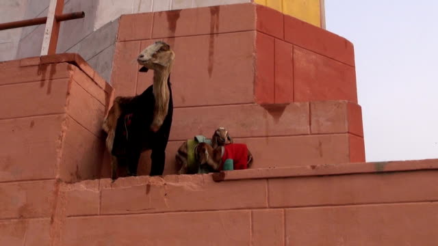 Ziege-mit-zwei-goatling-an-der-Wand-in-Varanasi,-Indien