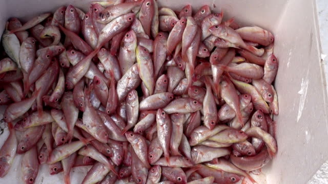Pescado-en-mercado-de-asia,-India