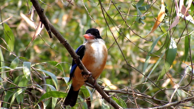 Negro,-tapa-Kingfisher-(Halcyon-pileata)-en-la-naturaleza.