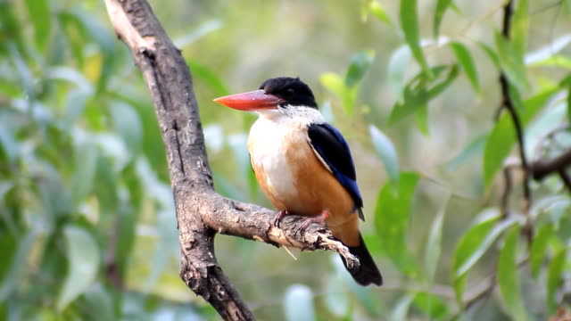 Black-capped-Kingfisher-(Halcyon-pileata)-in-nature