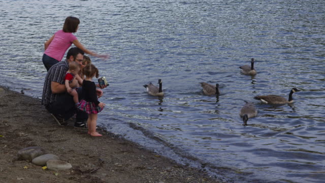 Family-feeding-geese-together