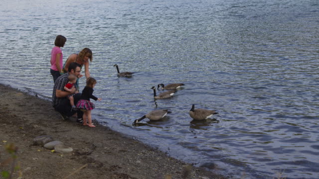 Family-feeding-geese-together