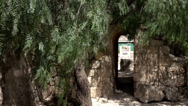 Olive-Tree-Guarding-Hidden-Entrance-to-Church-Courtyard