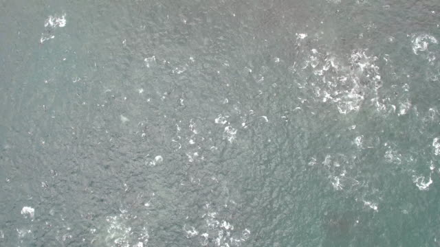 Delfine-in-Feeding-Frenzy-Luftaufnahme