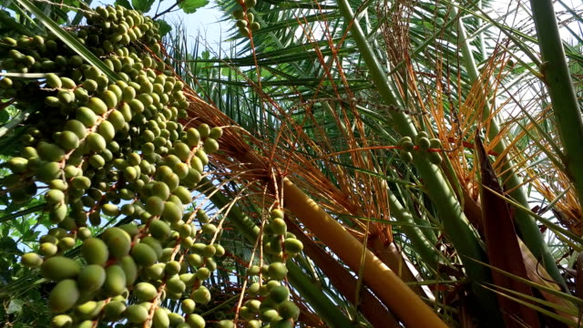 Coconut-palm-tree-hanging-under-blue-sky,-4k