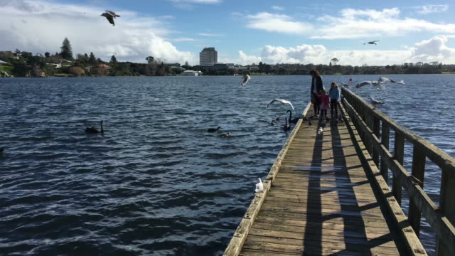 Aves-silvestres-en-lago-Pupuke-Auckland-Nueva-Zelanda