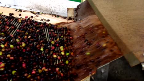 Olive-cleaning-machine-in-a-modern-olive-oil-mill
