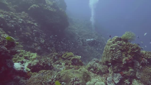 Scuba-diver-diving-in-blue-sea-among-fish-and-coral-reef.-Underwater-nature